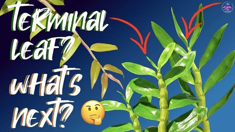 Terminal Leaf? Decidious Semi Decidious Dendrobiums | What to do when the terminal leaf grows 🌱