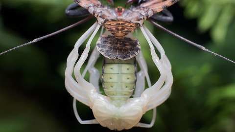 Alien-Like Spider Sheds Exoskeleton