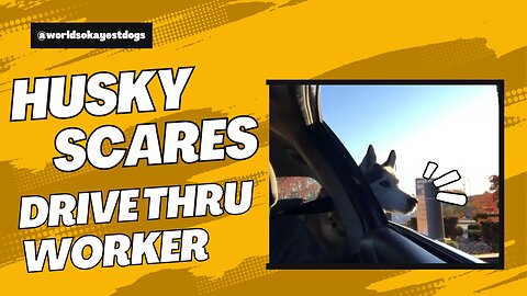 Vocal Husky scares a drive thru worker