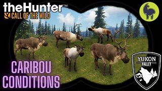 Caribou Conditions, Yukon Valley | theHunter: Call of the Wild (PS5 4K)