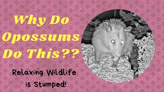 Why Do Opossums Do This?? Opossum Spits Out Chewed Food