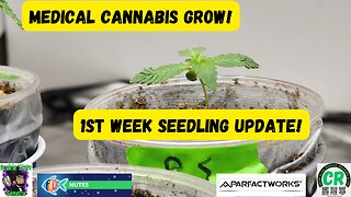 2023 Spring Medical Cannabis Grow 1st week seedling update & feeding w FOOP Mist!