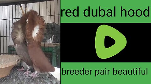 Red dubal hood beautiful breeder pair