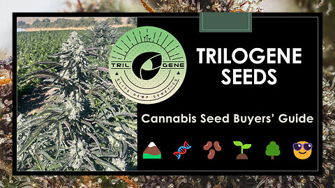 Top 16 Trilogene Seeds Strains | Cannabis Seed Buyers' Guide