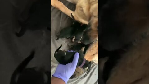 2 Day Old German Shepherd Puppies #shorts #babies