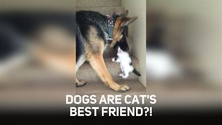 German Shepherd Befriends A Kitten And Helps It Climb The Stairs