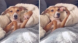 Dog has adorable reaction after realizing he's chewing his paw