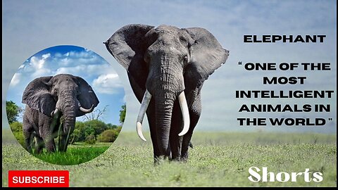 Elephants 🐘 “ One of the most intelligent animals "