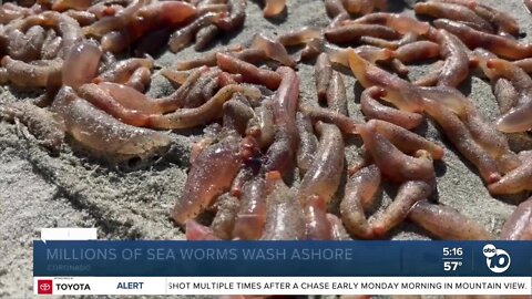 Millions of sea worms wash ashore