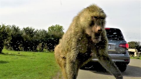 Baby monkeys engage in hilarious antics on this safari