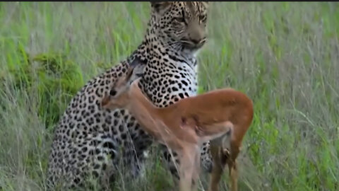 The leopard's responsibility is to care for the impala cub because it has preyed on its mother