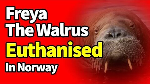 Freya The Walrus KILLED By Government in Norway.