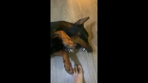 Lazy Doberman Dog wants to Play