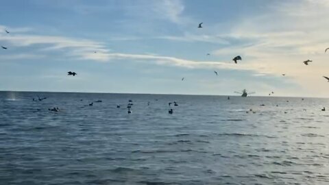 Puerto Penasco Pelicans