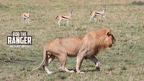 Famous Limping Lion "Spearboy" | Lalashe Maasai Mara Safari