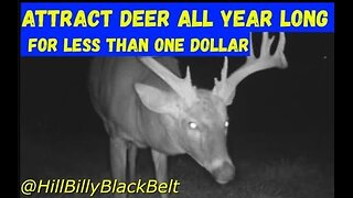 Deer Food Plot Last ALL Year Long for Less Than $1 #deerhunting #foodplots #diy #howto