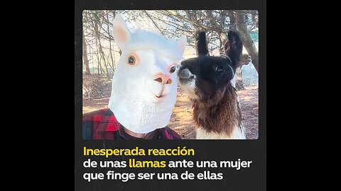 Llamas desorientadas al ver una máscara hiperrealista de llama