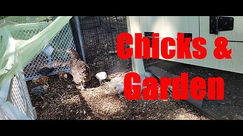 Updates on the Chicks, Chicken Coop & Fall Garden