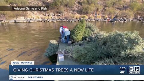 The BULLetin Board: Giving Christmas trees a new life