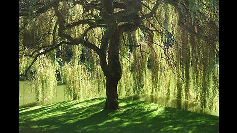 it just makes sense to transition into a weeping willow considering...