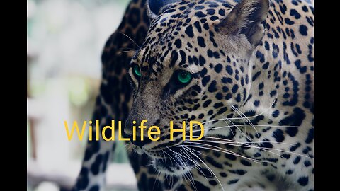 "Wild Wonders: Exploring the Untamed Realms of Wildlife" #wildlife #wildanimals #animals