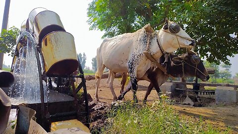 Amazing Water Lifting With Bulls #jcb #cr7 #bulls #tranding #tractor #trendingvideo #viral