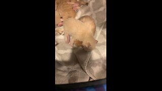 Meet the kittens