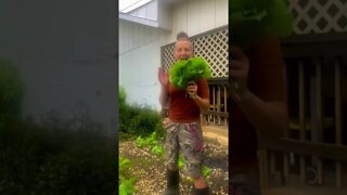 Jenny’s SUPER EXCITED ABOUT Harvesting FRESH SPINACH for her Salad! 👧🥬💚 #viral #shorts #tiktok