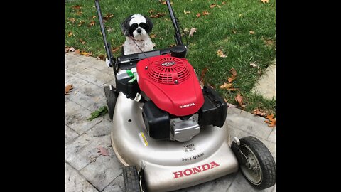 How to change the oil in your lawn mower.