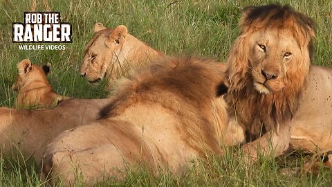 Lion Pride Finishing Breakfast | Lalashe Maasai Mara Safari
