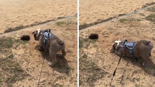 Bulldog Puppy Encounters A Very Scary Pine Cone