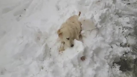 Dog ecstatic about first snow experience
