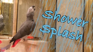 Baffled parrot tries to play with water