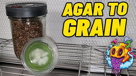 Agar To Agar & Agar To Grain Transfers (My First Time)