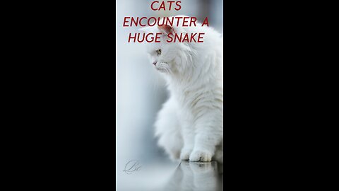 Cat encounter A huge snake