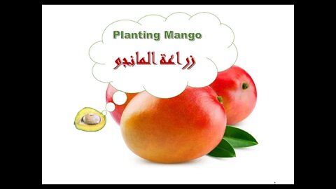 Mango cultivation زراعة المنجو