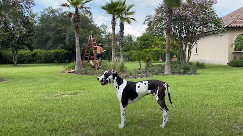 Great Dane Supervises Palm Tree Trimming Yard Work