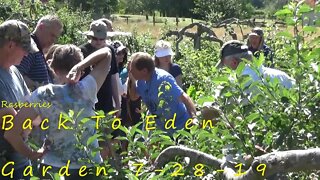 Raspberries - Back To Eden Garden 7-28-19 L2Survive with Thatnub