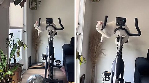 Cat Caught Napping In Awkward Yoga Pose On Exercise Bike