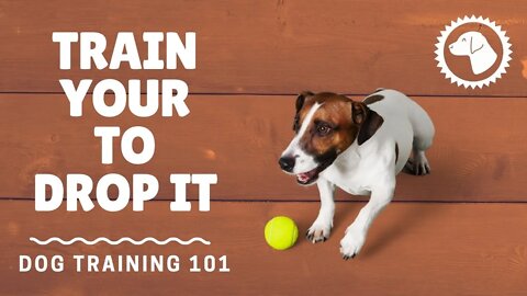 How To Train Your Dog To Drop It | DOG TRAINING 🐶 #BrooklynsCorner