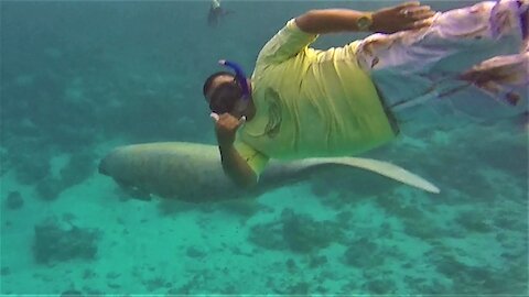 Thrilled swimmer meets manatee on the reef in Belize