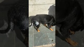 Só em casa pra acontecer isso! Cachorro pedreiro.