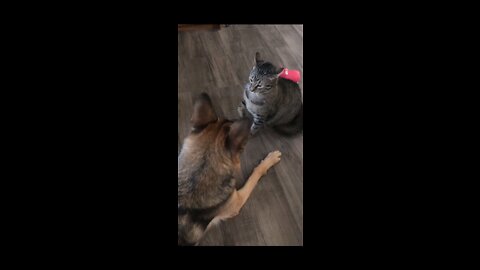 🐈🐈🐈Cat's and Dog Rivalry 😸😸😸