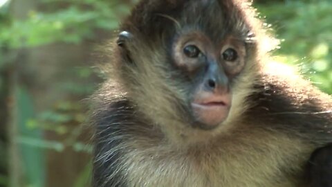 Monkey Gazing At Surroundings.