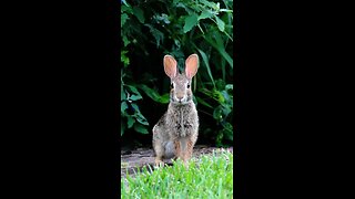 Alert Rabbit
