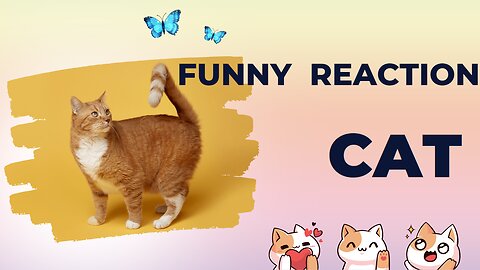 Funny Cat Videos Compilation 1😂🤣