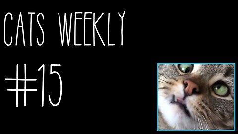 Cats Weekly (#15) – A Pinch Of Nip