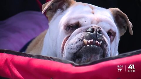 KC English Bulldog Rescue decorates homes with eggs for Easter