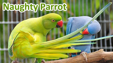 Naughty Ring neck Parrot Videos