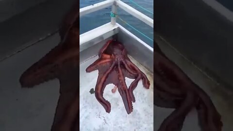 starfish get escape from ship #shorts #tiktok